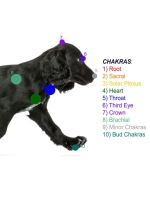 Dog Root Chakra Healing Frequency cover image