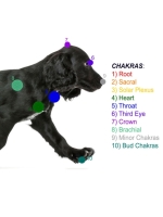 Dog Sacral Chakra Frequency cover image